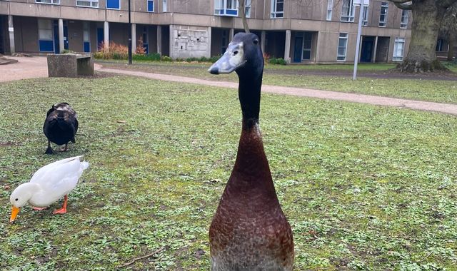 Long Boi: University of York duck famed for his height feared dead after going missing... - Vimarsana News
