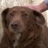 World's oldest dog dies - as owner reveals secret to his long life