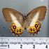 Lord Of The Rings villain gives new butterfly species its name