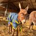 Man and youth arrested after baby donkey stolen from farm