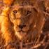 Kenya ekosistemindeki 'dünyanın en yaşlı aslanlarından biri' çiftlik hayvanlarını avladıktan sonra öldürüldü | Dünya Haberleri