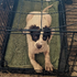 'Please feed and look after me': Dog abandoned in cage on side of road with 'heartbreaking' note