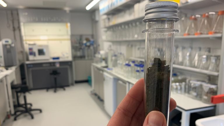 Flakes of algae buried in this test tube can store about 16 grams of carbon dioxide 