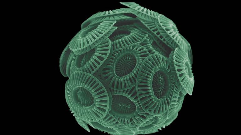 A close up of the E. huxleyi algae through microscope, enhanced with a green hue. Pic: Stig Bjarte Haugen of the Norwegian Institute of Marine Research via NASA