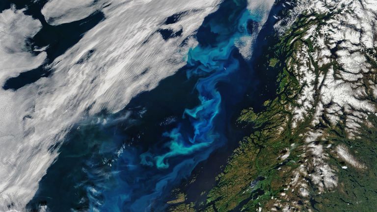 An algal bloom colored the waters off the coast of Norway in early June 2019. The bloom, shown here off Nordland and Trøndelag counties, likely includes plenty of Emiliania huxleyi—a species of coccolithophore with white scale-like shells made of calcium carbonate. Pic: Joshua Stevens/NASA Earth Observatory