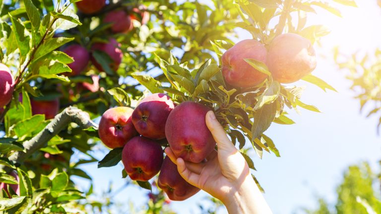 Apples reduce the odds of people becoming frail in old age, US study finds