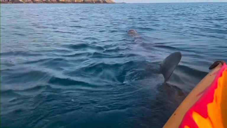 Kayakers get surprise from basking shark