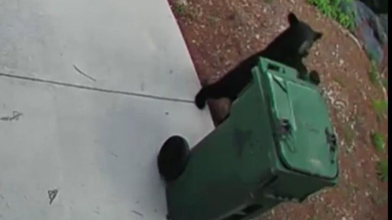 Bear caught wheeling bin