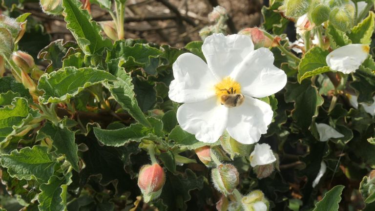 Bee on a flower. Still from Sky report