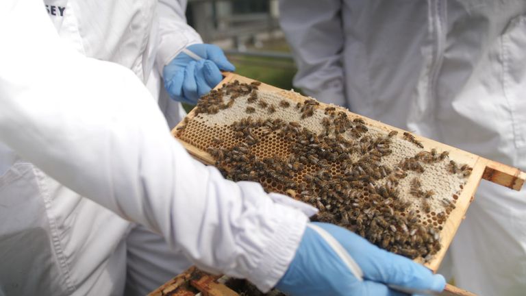 Bees. Still from Sky report