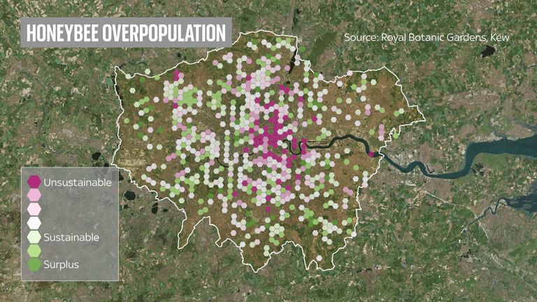 Honeybee overpopulation map. Still from Sky report