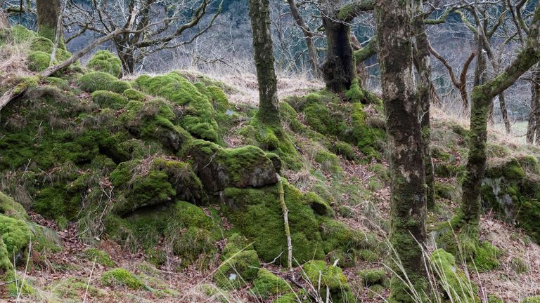 Celtic rainforest is a key habitat for many rare mosses, liverworts, and lichens. Pic: National Trust Images & Paul Harris