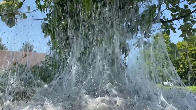 A giant cobweb appears over bush in Shrewsbury