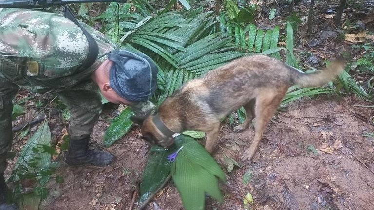 A picture released by Colombia&#39;s armed forces shows a solider and sniffer dog searching for the children