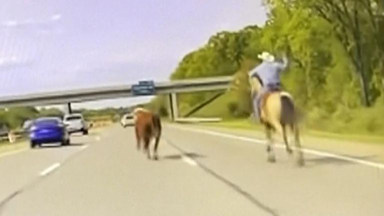 Wrangler uses lassoo to catch runaway steer on a Detroit highway