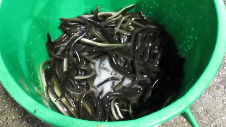 European police have recovered more than 1.5 tonnes of live eels during multi-national raids.