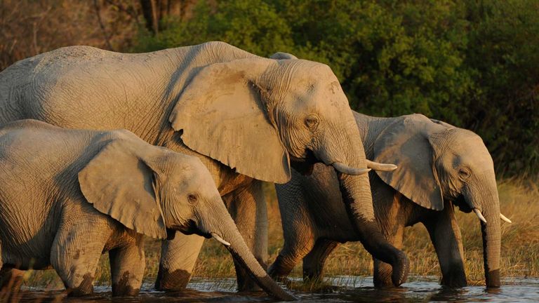 Elephants are hunted for their ivory tusks