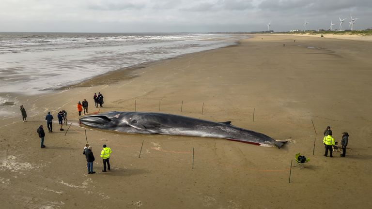 The carcass of a 55ft (17m) fin whale (Balaenoptera physalus), lies on Bridlington beach, in East Yorkshire, as contractors are hoping they can remove the mammal, washed up on the popular tourist beach without having to cut it up. The 30 tonne whale was spotted getting into difficulties in the sea earlier this week and died on Tuesday. Picture date: Thursday May 4, 2023.