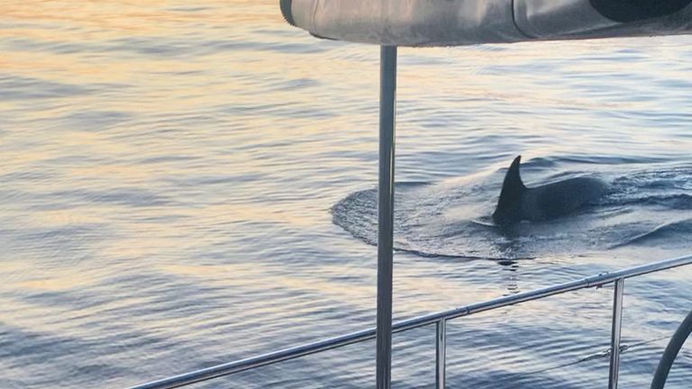 A whale swims next to a boat in the Strait of Gibraltar, Spain 
Pic:@april_georgina/Reuters