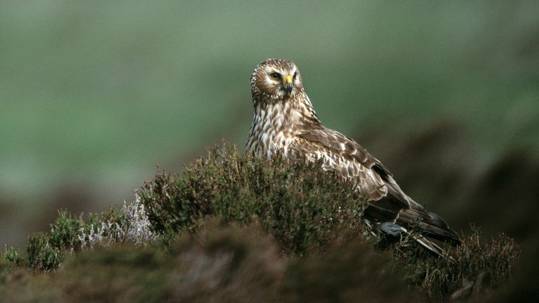 Undated handout photo issued by RSPB of a hen harrier, adult female in flight, at Loch Gruinart RSPB reserve, Islay. Illegal killing is the main cause of death for older hen harriers, one of the UK&#39;s most at-risk birds, according to new research ledy by the RSPB. Issue date: Thursday May 11, 2023.

