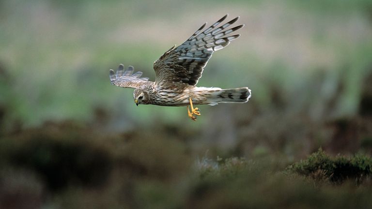 Undated handout photo issued by RSPB of a hen harrier, adult female in flight, at Loch Gruinart RSPB reserve, Islay. Illegal killing is the main cause of death for older hen harriers, one of the UK&#39;s most at-risk birds, according to new research led by the RSPB. Issue date: Thursday May 11, 2023.