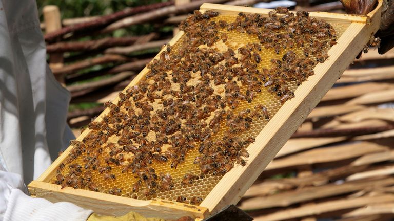 Beekeepers warned to be on alert after deadly disease detected