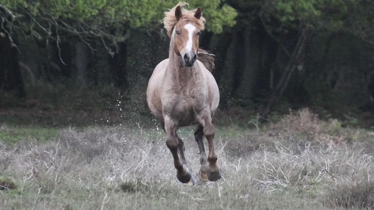 The New Forest stallion Knavesash Gold Fever. Pic: Gilly Jones