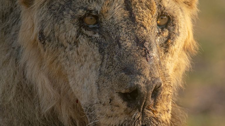 This photo provided by Lion Guardians shows the male lion named "Loonkiito" in Amboseli National Park, in southern Kenya on Feb. 20, 2023. One of Kenya&#39;s oldest wild lions, Loonkiito, 19, was killed by herders and the government has expressed concern as six more lions were speared at another village on Saturday, May 13, 2023, bringing to 10 the number killed the previous week alone. (Philip J. Briggs/Lion Guardians via AP)