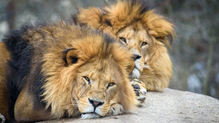 two young resting lions