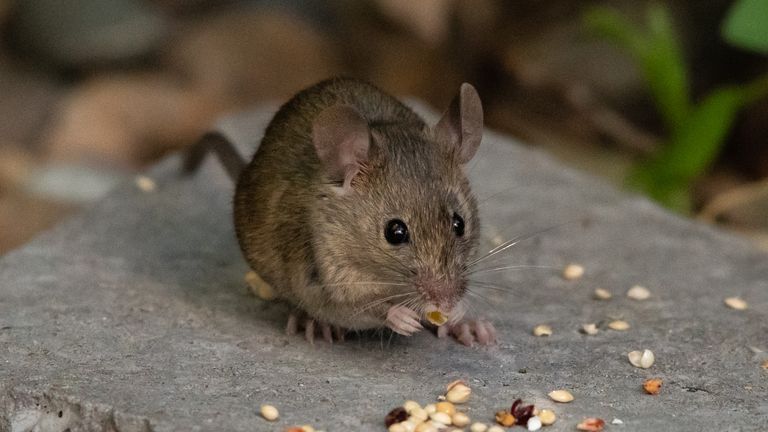 A mouse. Pic: iStock