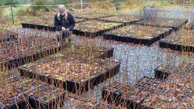 Nursery trees are grown for four years to ensure best possible start. Pic: National Trust Images & Paul Harris