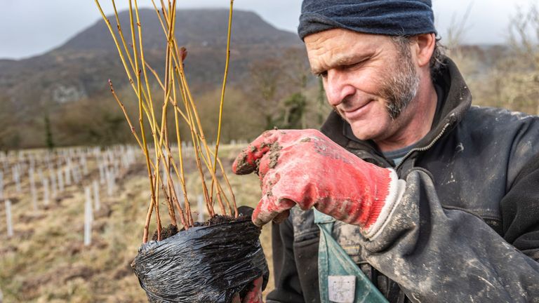 Lead ranger David Smith oversees the work at the Eryri tree nursery. Pic: National Trust Images & Paul Harris