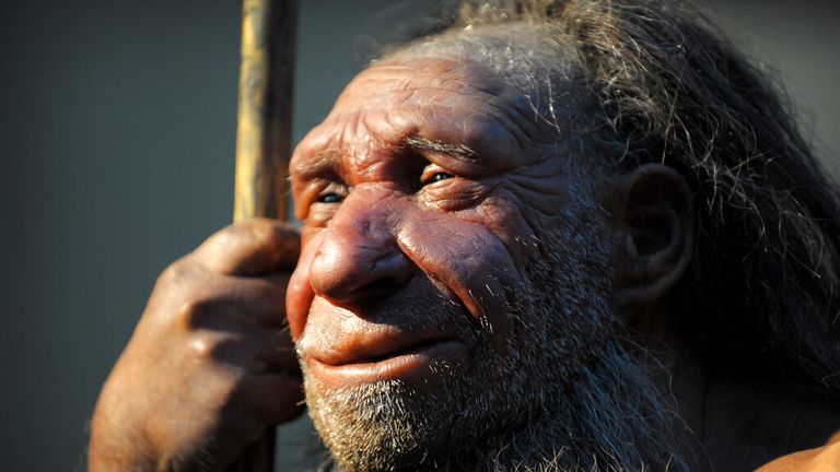 The reconstruction of a Homo neanderthalensis, who lived within Eurasia from circa 400,000 until 40,000 years ago, mirrors at the Neanderthal Museum in Mettmann, Germany, located at the site of the first Neanderthal man discovery, Wednesday, July 3, 2019. The museum features an exhibition centered on human evolution. (AP Photo/Martin Meissner)
