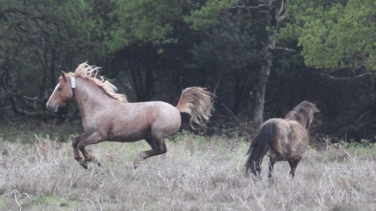 The New Forest stallion Knavesash Gold Fever. Pic: Gilly Jones