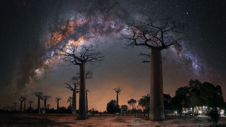 NIGHT UNDER THE BAOBAB TREES” – STEFFI LIEBERMAN