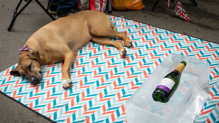 A dog wearing a bow tie sits next to a block of ice used to cool a bottle during the Big Lunch celebrations in London&#39;s Regent&#39;s Park, Sunday, May 7, 2023. The Big Lunch is part of the weekend of celebrations for the Coronation of King Charles III. (AP Photo/Vadim Ghirda)
