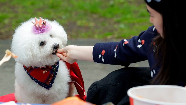 A woman feeds a dog as people celebrate Britain&#39;s King Charles&#39; coronation with the Big Lunch at Regent&#39;s Park, in London, Britain, May 7, 2023. REUTERS/Piroschka Van De Wouw
