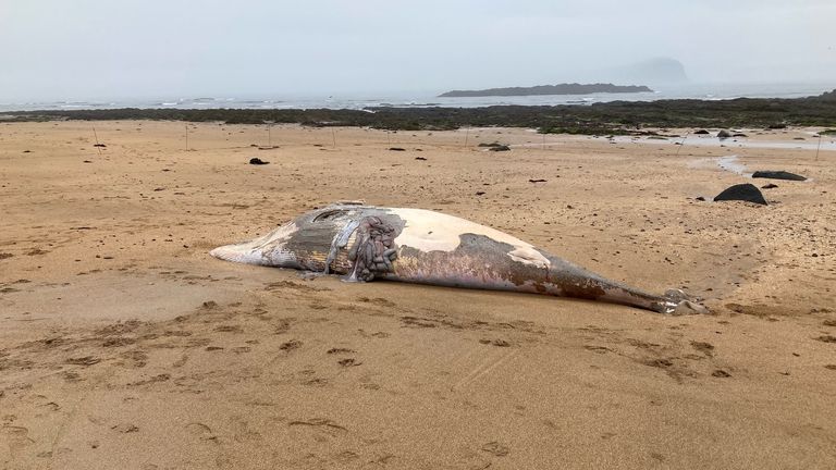 The minke whale washed up on Sunday and was removed by the afternoon. Pic: East Lothian Council