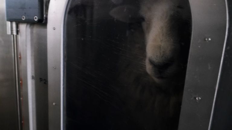 Inside the experiment to study how sheep are contributing to climate change.