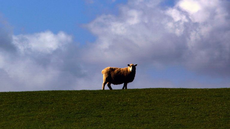 A sheep grazes atop a hill in New Zealand