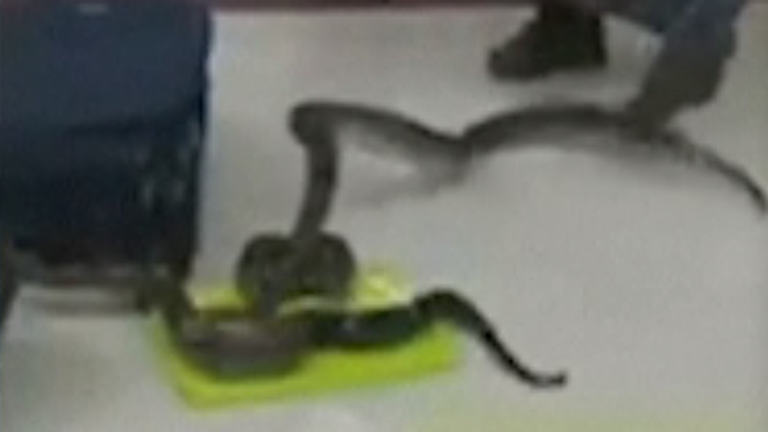 22 snakes and a chameleon were found inside a woman&#39;s checked baggage at an airport in India.