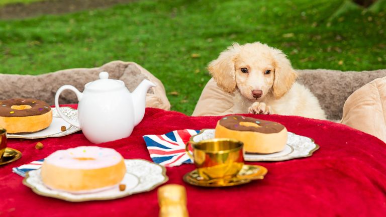 Zane, a labradoodle puppy, enjoys a dog-friendly coronation tea party at The Rescue Dog Hotel in Cardiff