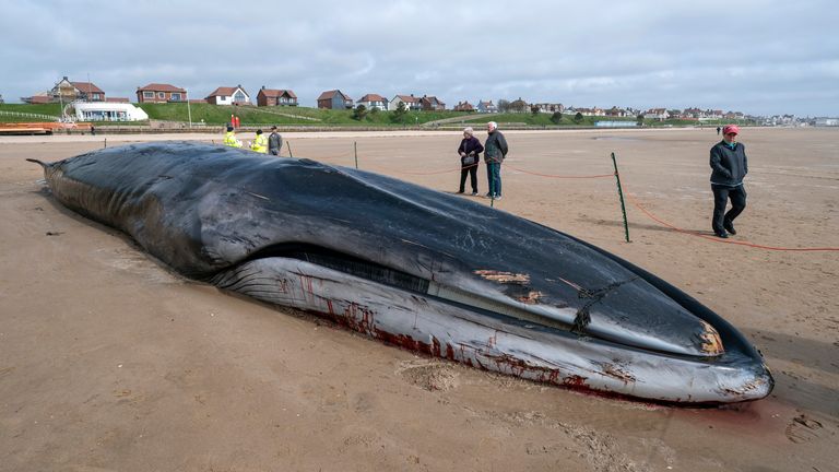 The carcass of the 55ft (17m) fin whale 