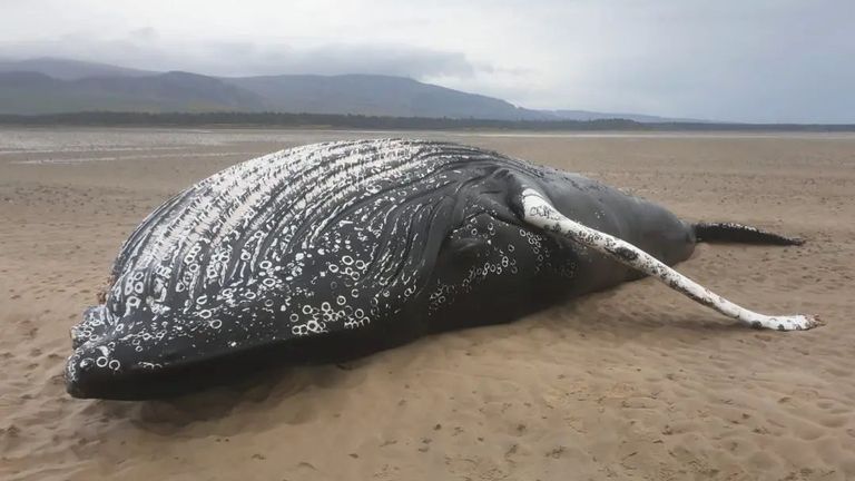 The body of a humpback whale has washed up at Loch Fleet National Nature Reserve. Pic: Stefanie Roth-Geldard / Instagram @highland_croft