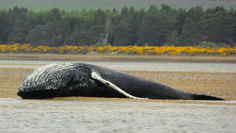 The body of a humpback whale has washed up at Loch Fleet National Nature Reserve. Pic: Stefanie Roth-Geldard / Instagram @highland_croft