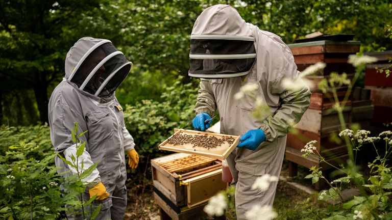 Royal beekeepers handle a frame from one of the hives at Buckingham Palace 
