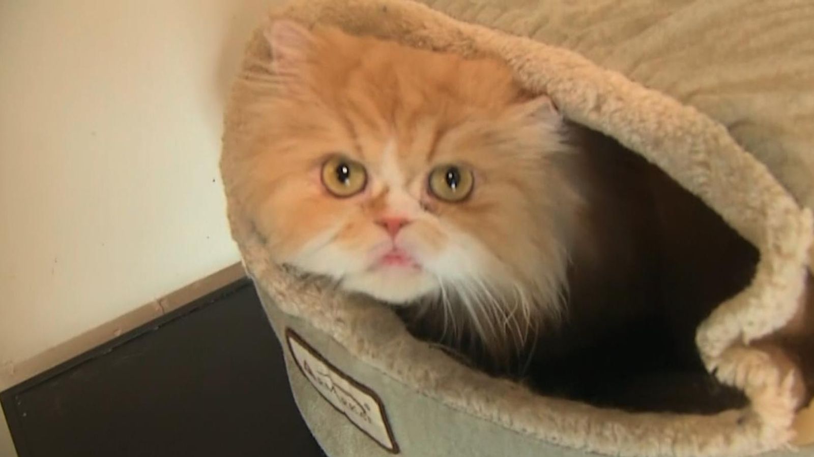 Purr-fect pets: Cats come with £235,000 of their own money, left to