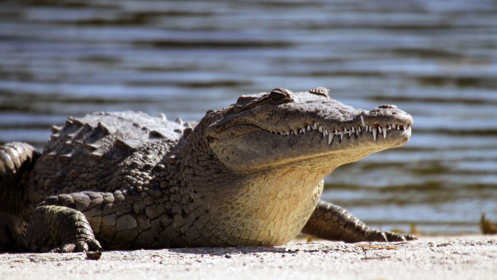 Служител на спешни случаи каза че 69 възрастни крокодили и
