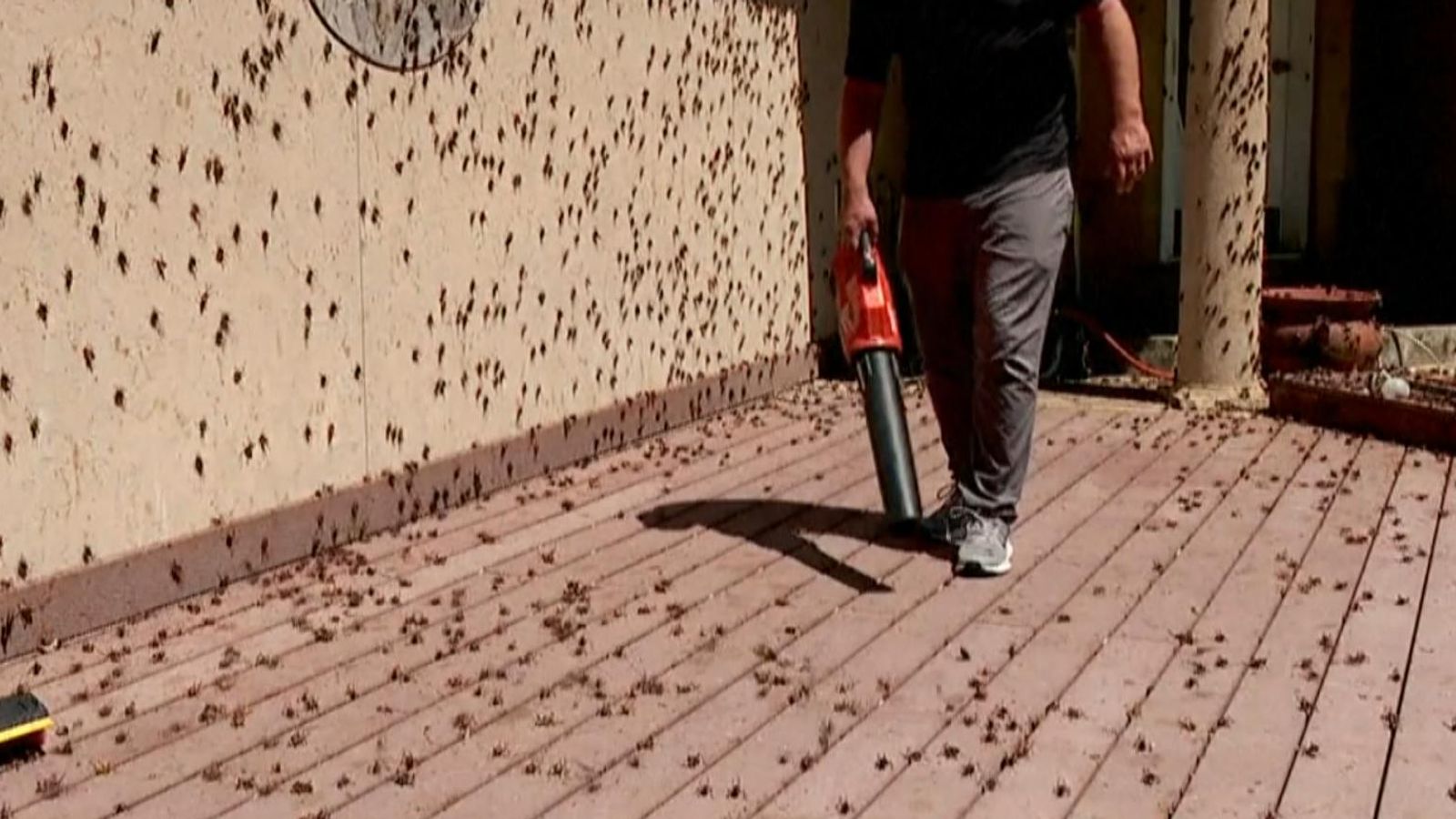 City in Nevada is hit by 'plague' of crickets US News Sky News