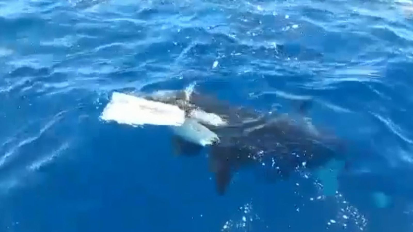 orca yacht video